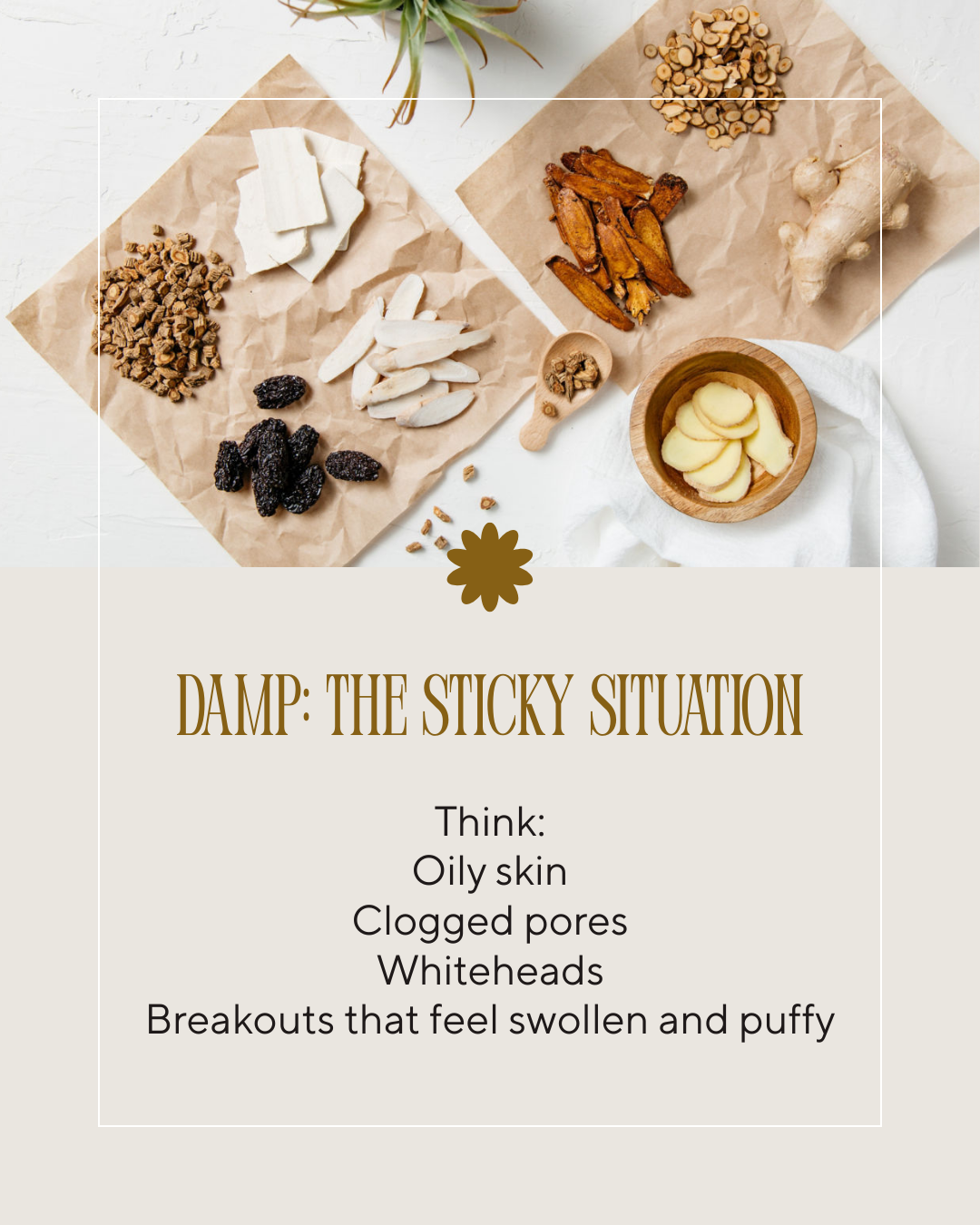 Chinese herbs being prepared to treat acne with the text: "Damp; The sticky situation. Think: Oily skin, clogged pores, whiteheads, breakouts that feel swollen and puffy"