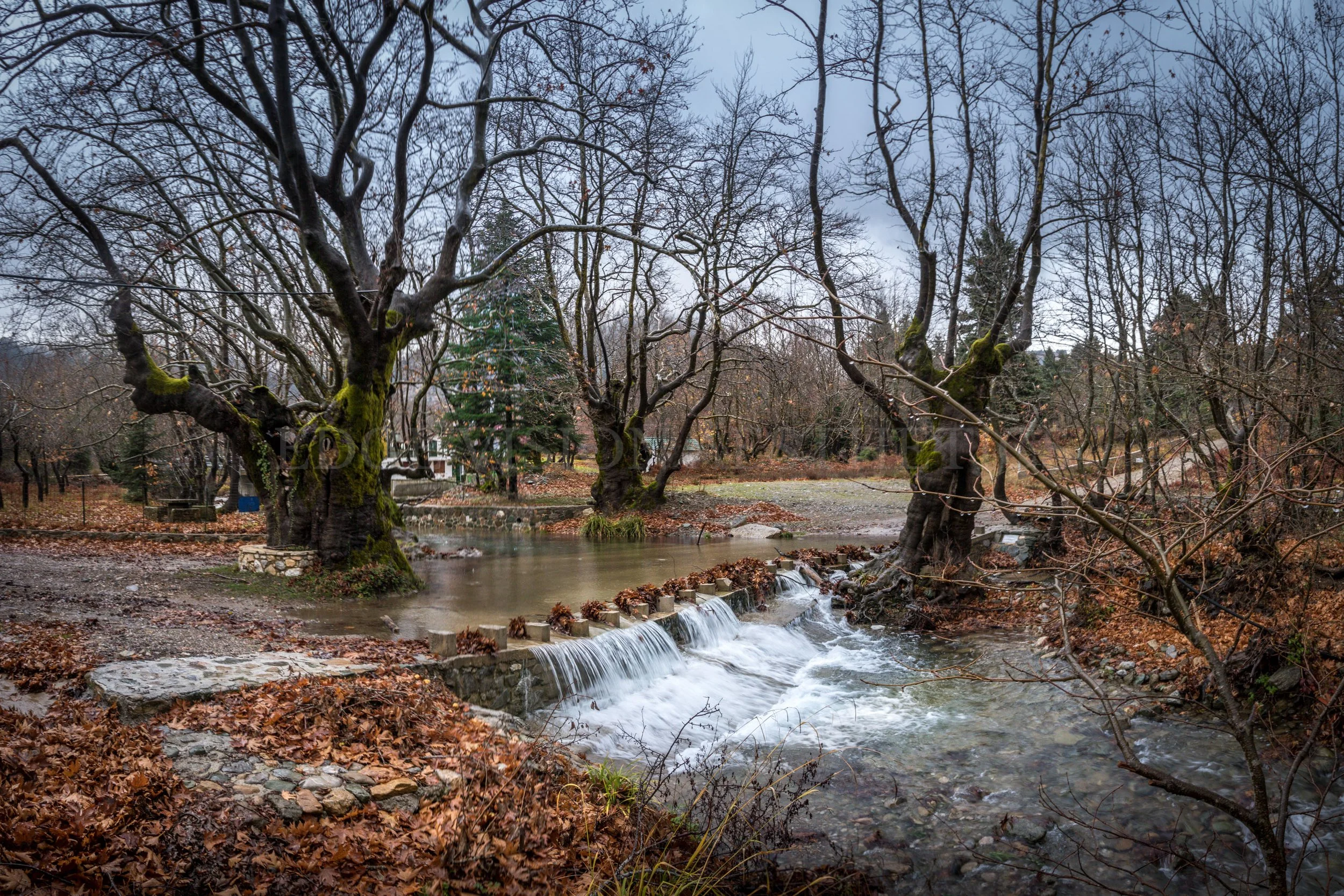 A rural scene with leafless trees, a small stream of water with a mini waterfall, surrounded by fallen autumn leaves, in a park or natural area on an overcast day.