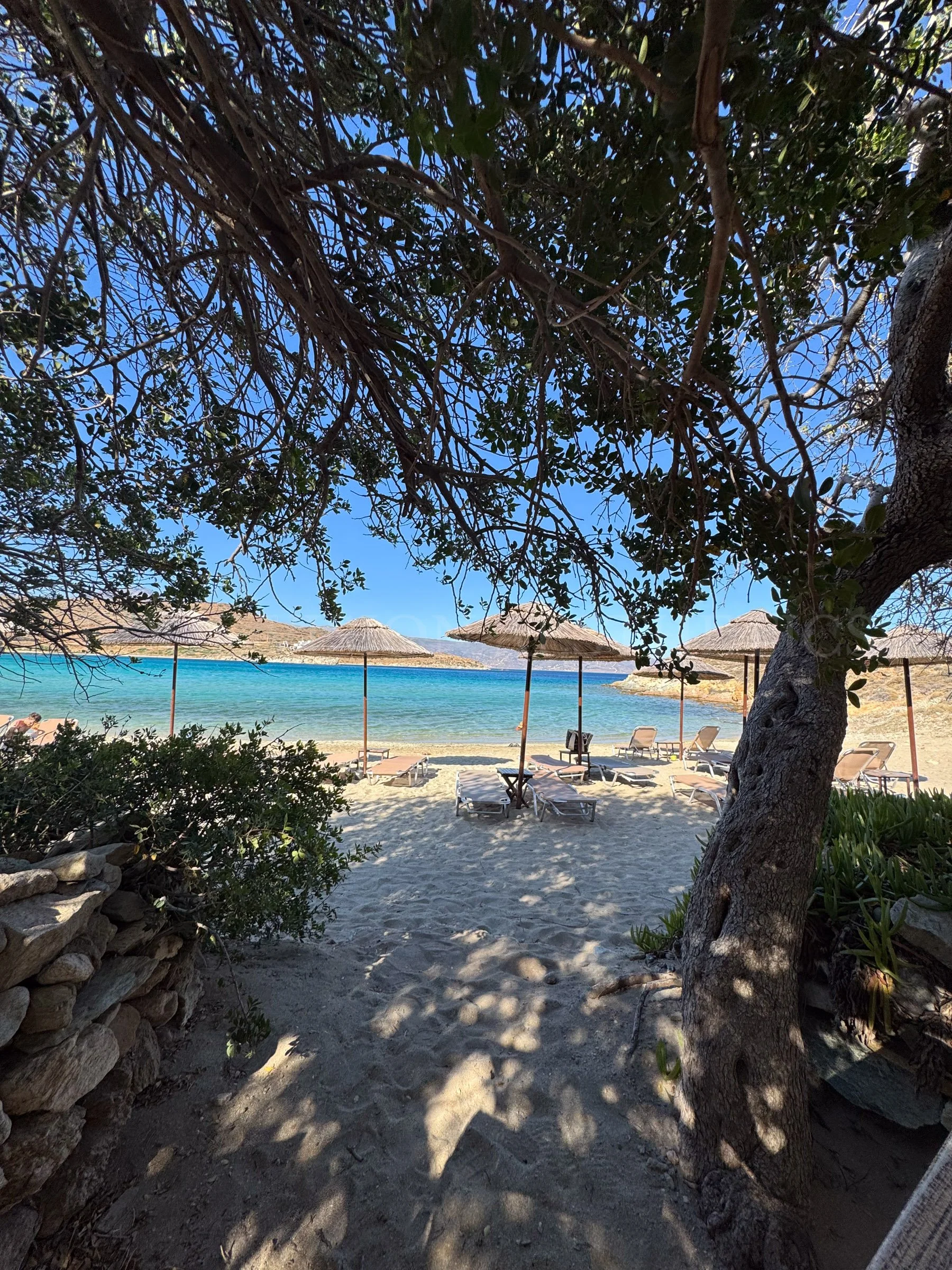 View of a beach scene through the branches of a tree. There are straw umbrellas and lounge chairs on the sandy shore, with clear blue water and hills in the background.
