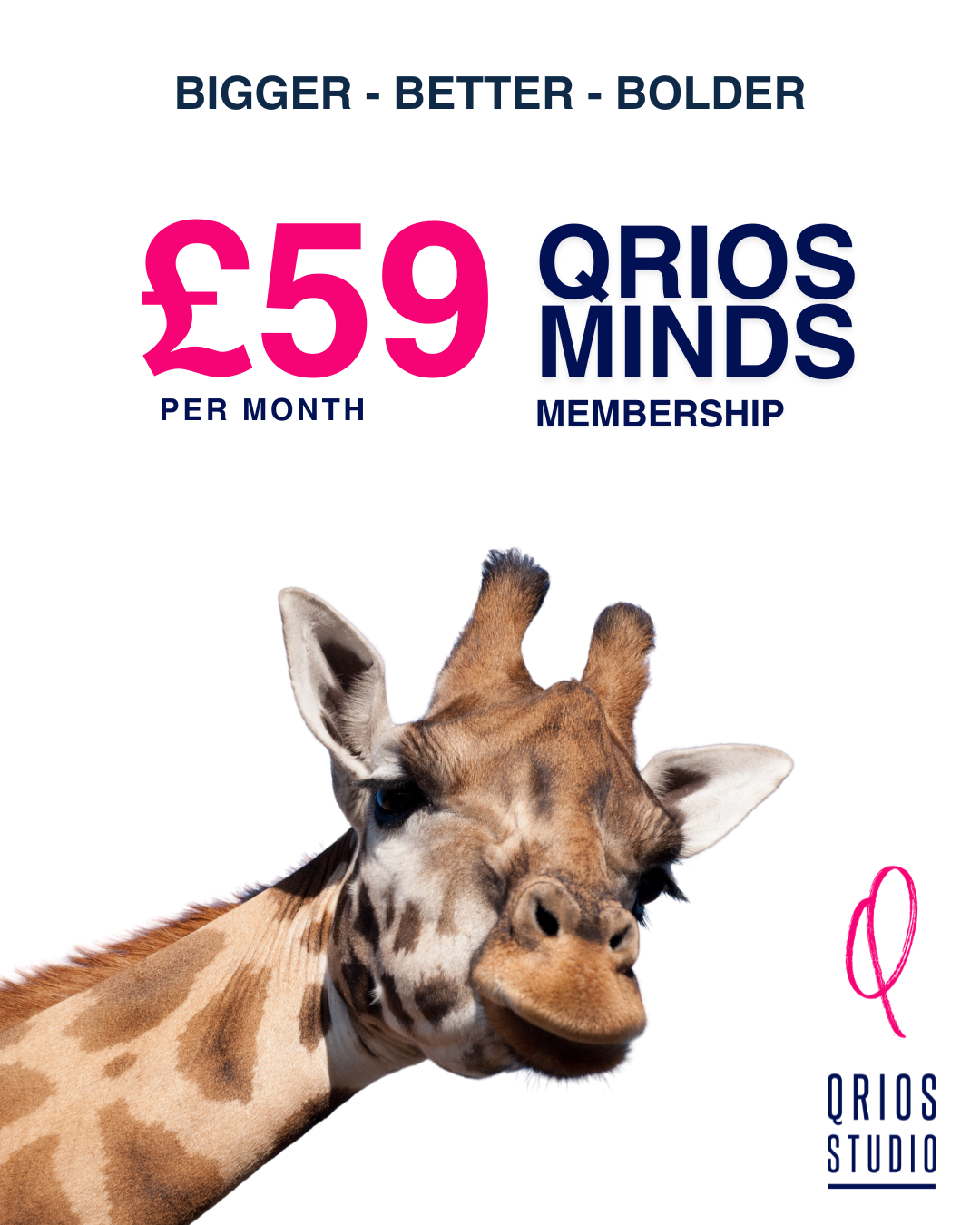 Advertisement for Qrios Minds membership with a price of 59 pounds per month, featuring a smiling giraffe, and text that says 'Bigger - Better - Bolder' and 'Qrios Studio' logo.