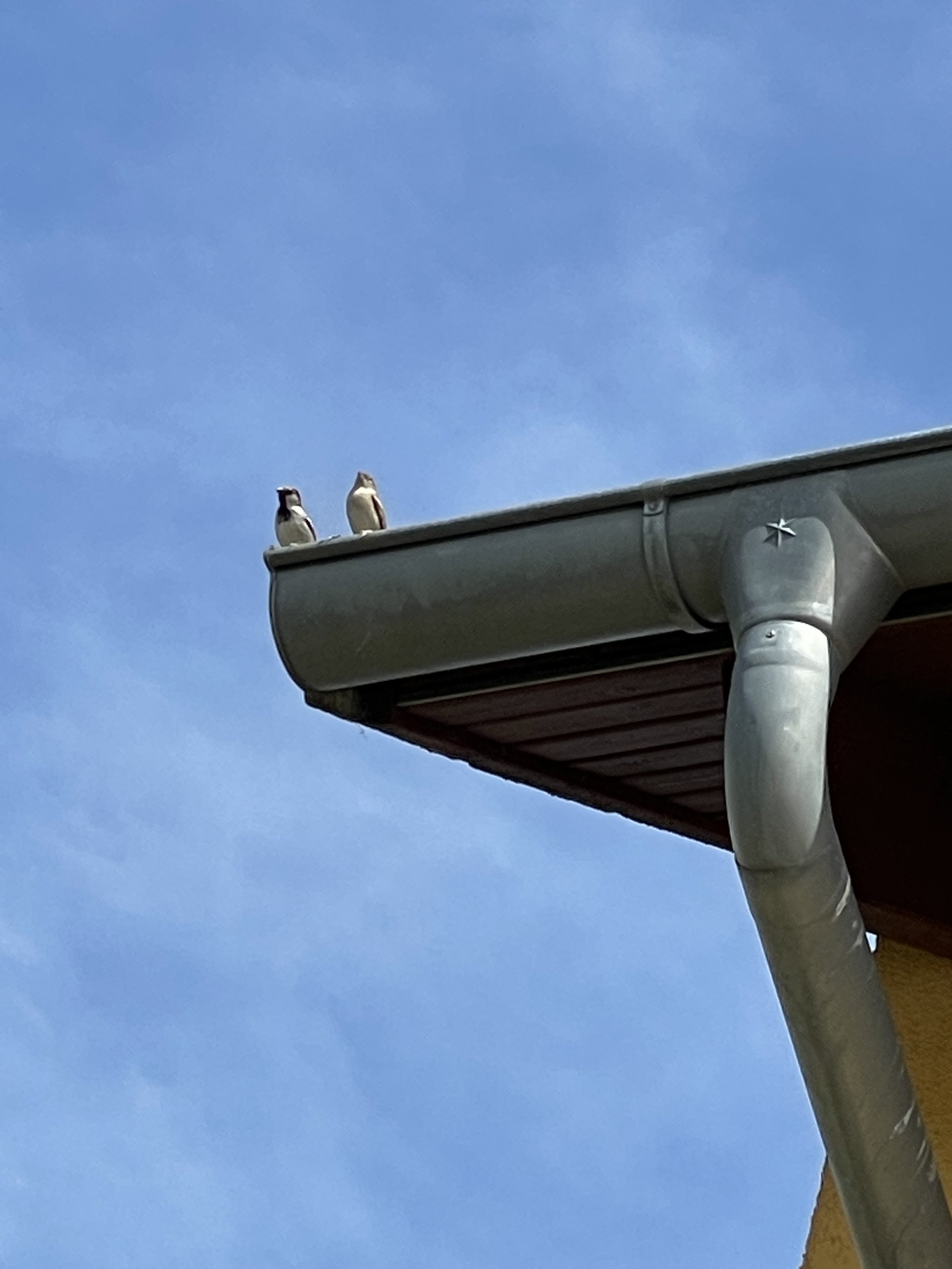Zwei Vögel sitzen auf einer Regenrinne eines Gebäudes vor einem blauen Himmel.