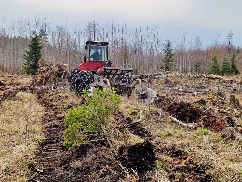Tractor with chains on tires in a deforested area, surrounded by tree stumps and sparse vegetation