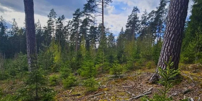 A scenic view of a forest with tall pine trees and dense underbrush. The sky is partly cloudy, creating a serene and natural atmosphere.