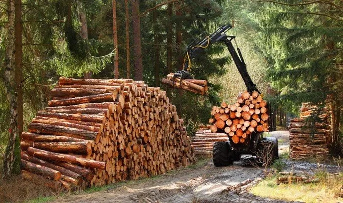 Forestry machine stacking logs in a forest clearing