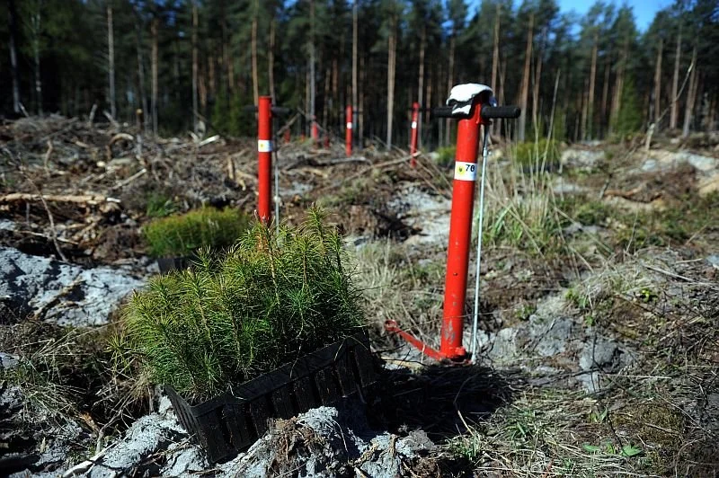 Tree saplings in black trays with red planting tools in a reforested area.