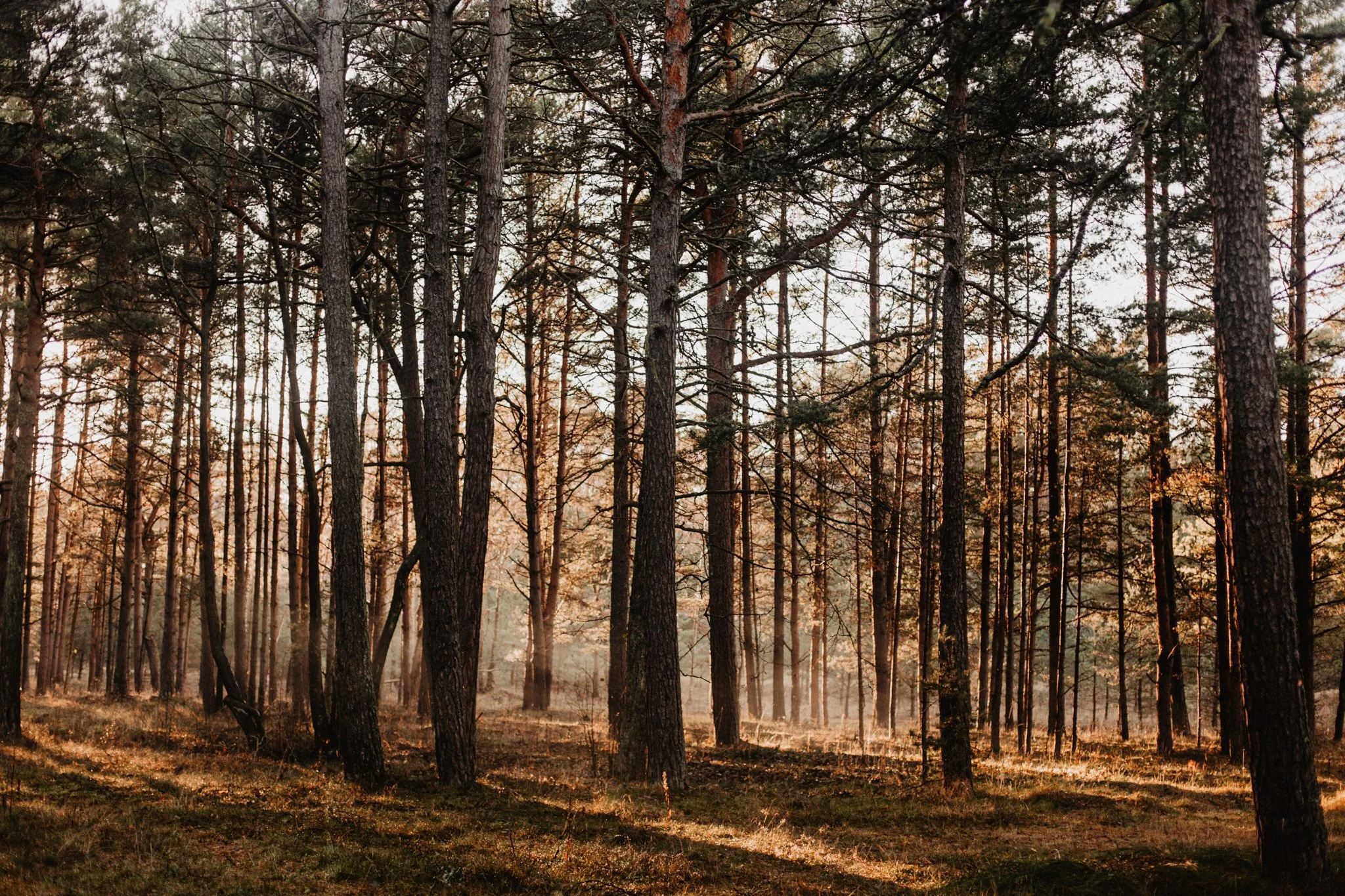 Forest with tall trees and sunlight filtering through, creating a peaceful atmosphere.