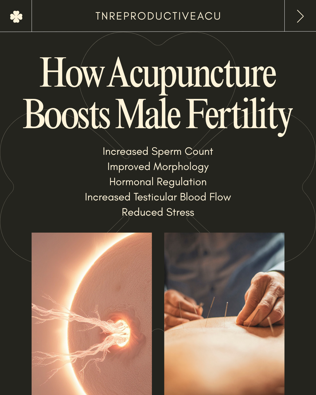 An image with two pictures, one showing a human egg being fertilized by sperm, and the other showing acupuncture. The text summarizes the ways acupuncture can boost male fertility. Increased sperm count, improved morphology, hormonal regulation