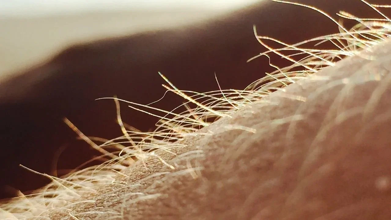 Close-up of body hair