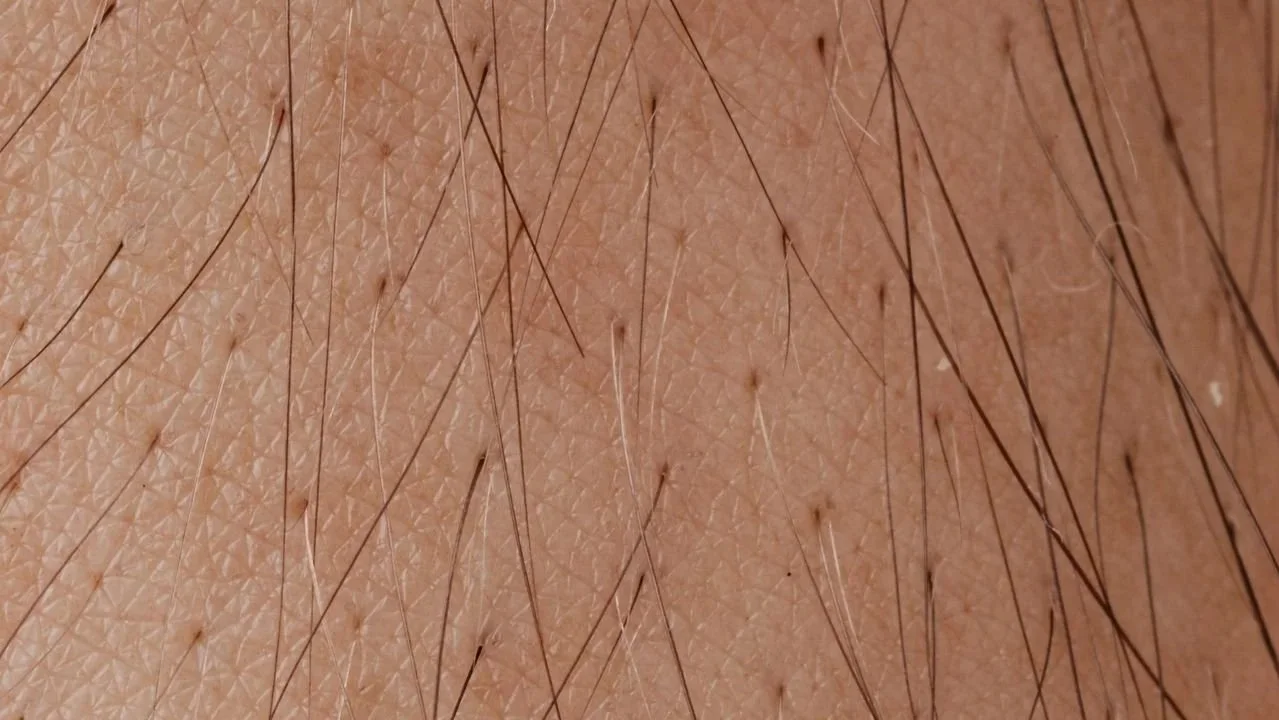 close-up of hair regrowth