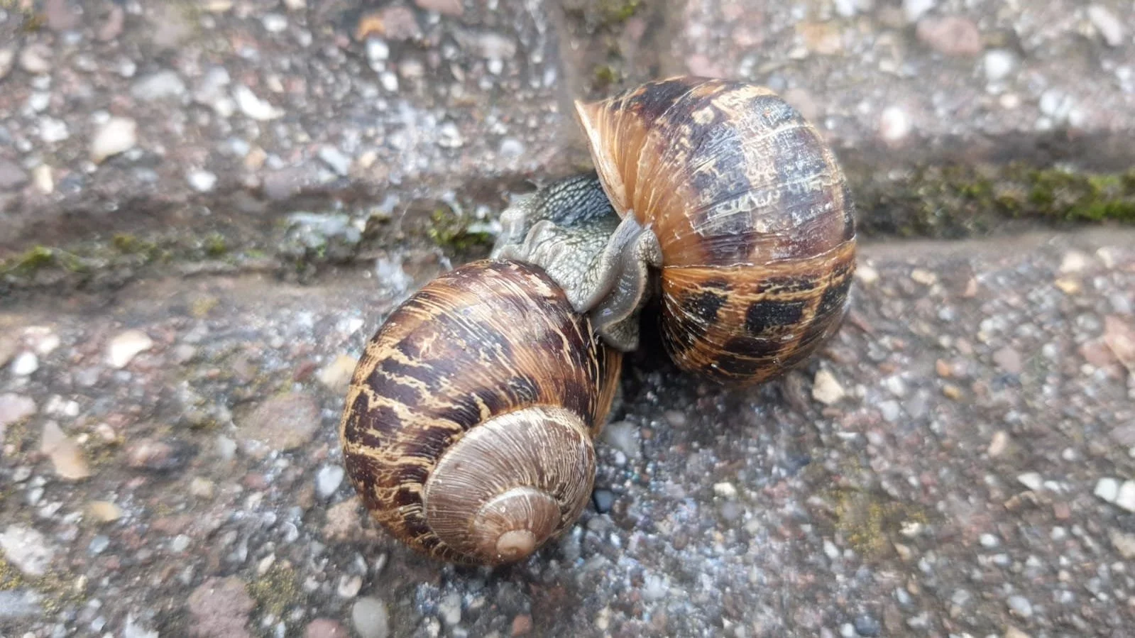 Slow loving