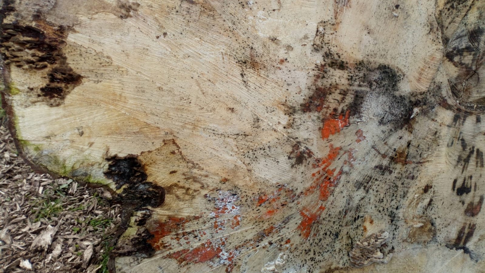 Log cut I