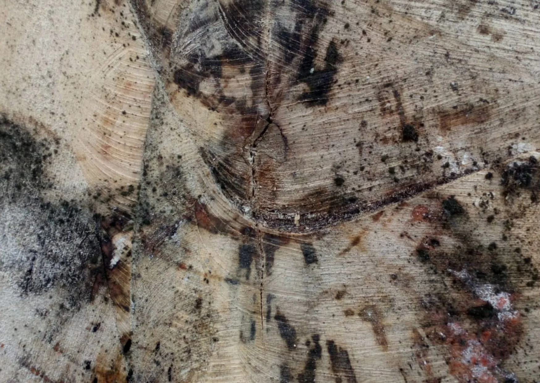 Log cut II