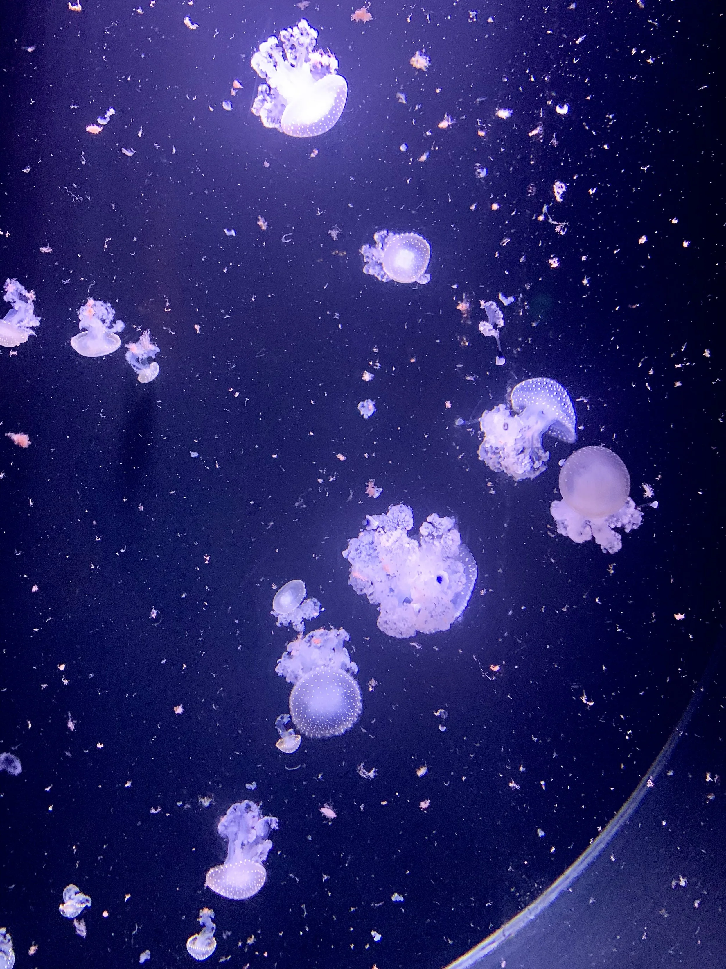 Ensemble de méduses translucides nageant dans un environnement aquatique sombre, illuminées par une lumière violette.