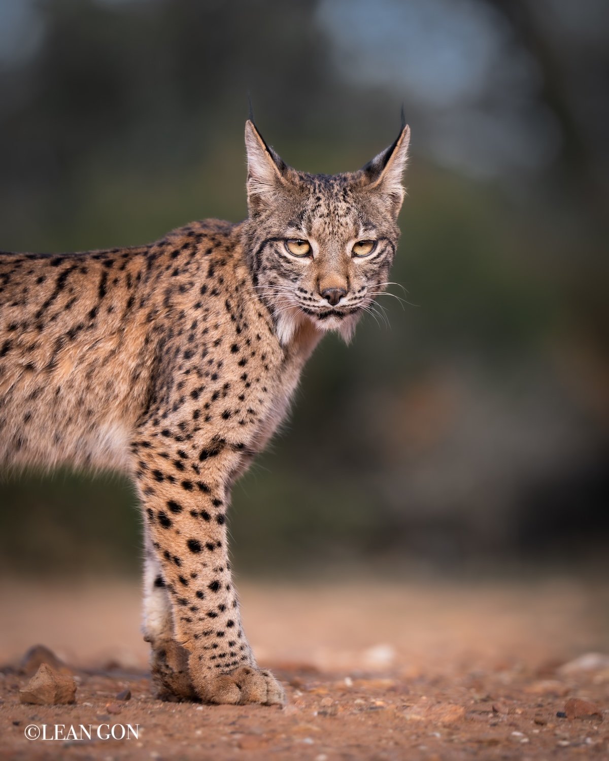 Linces-5.jpg