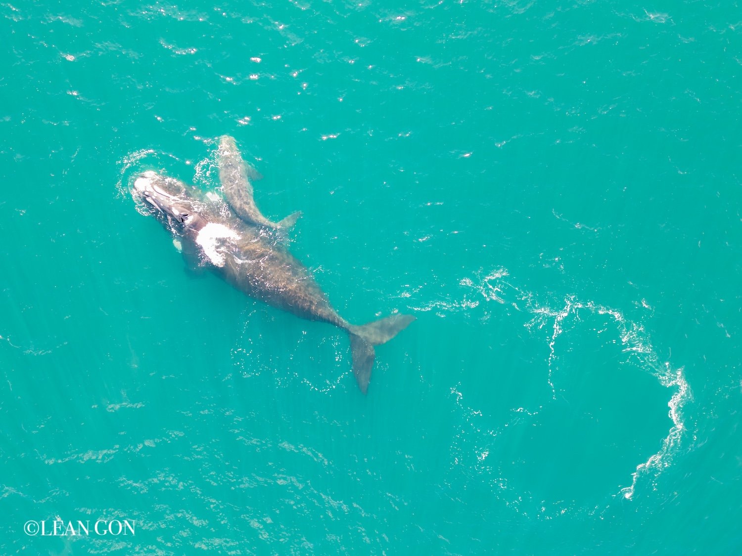 Ballenas cuarta-3.jpg