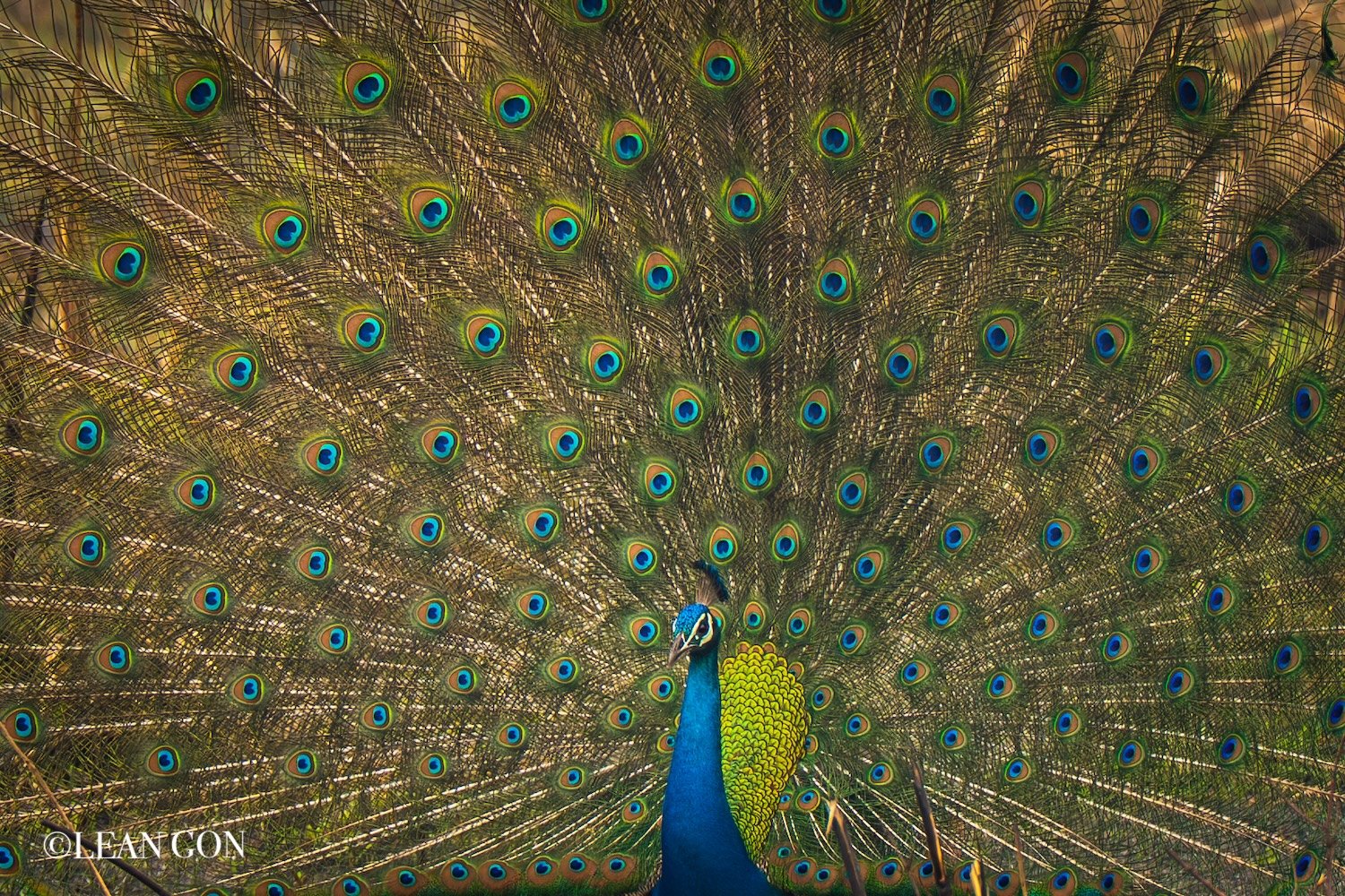 Nepal-41.jpg