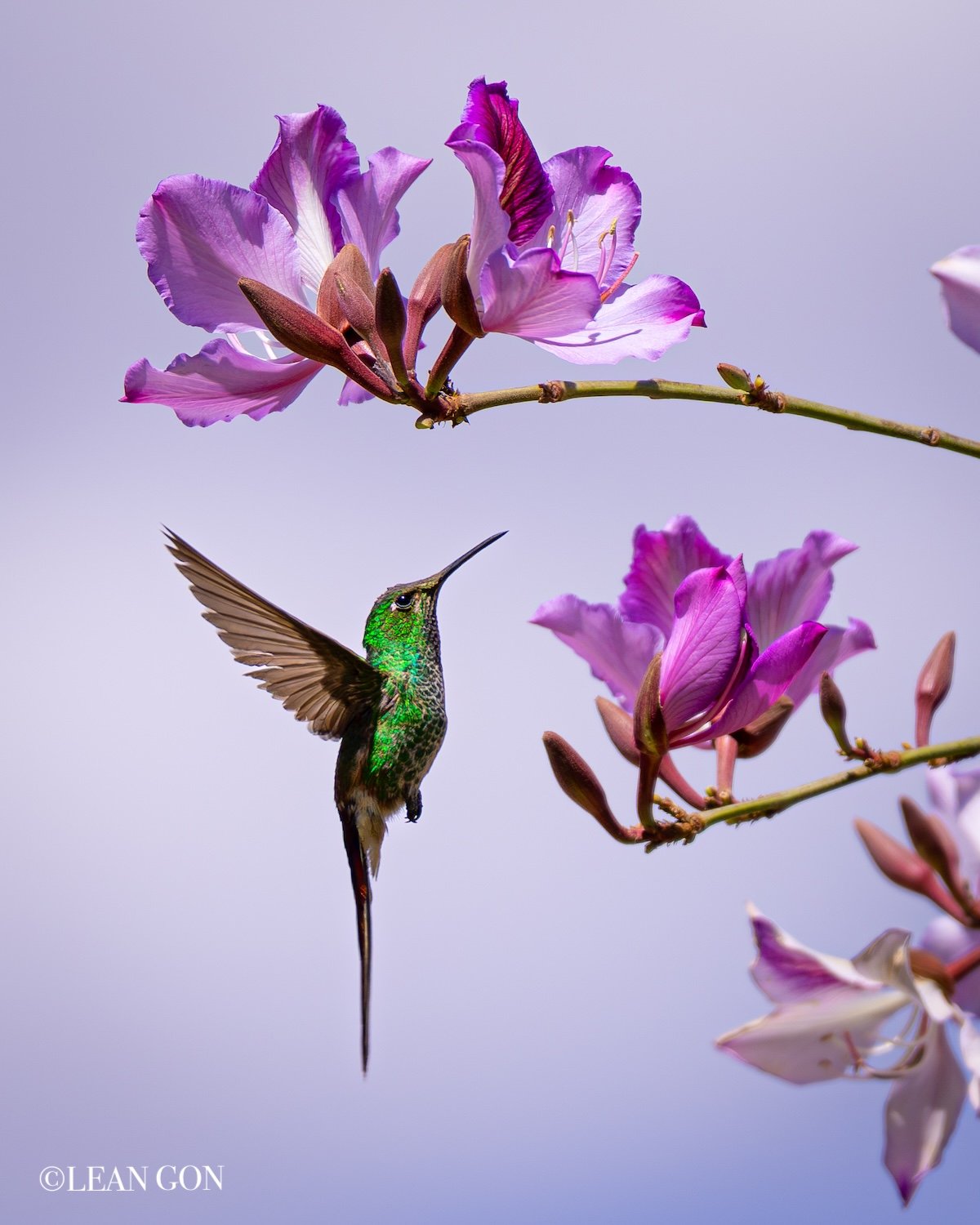 Colibrí-2.jpg