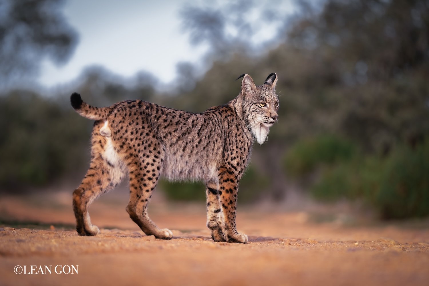 Linces-2.jpg