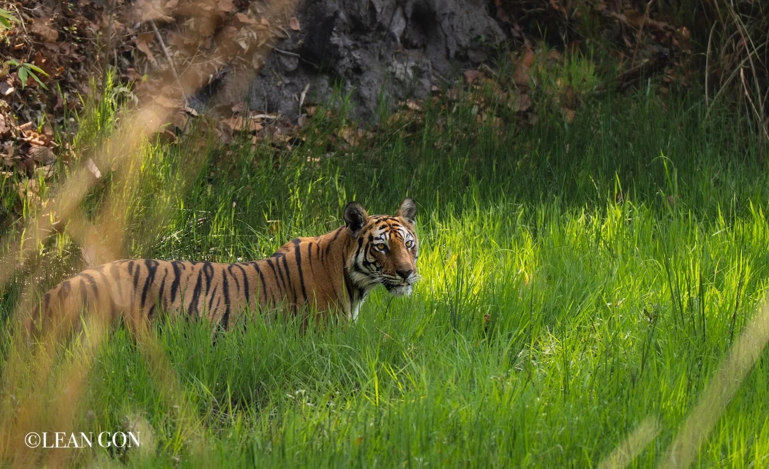 India-76.jpg