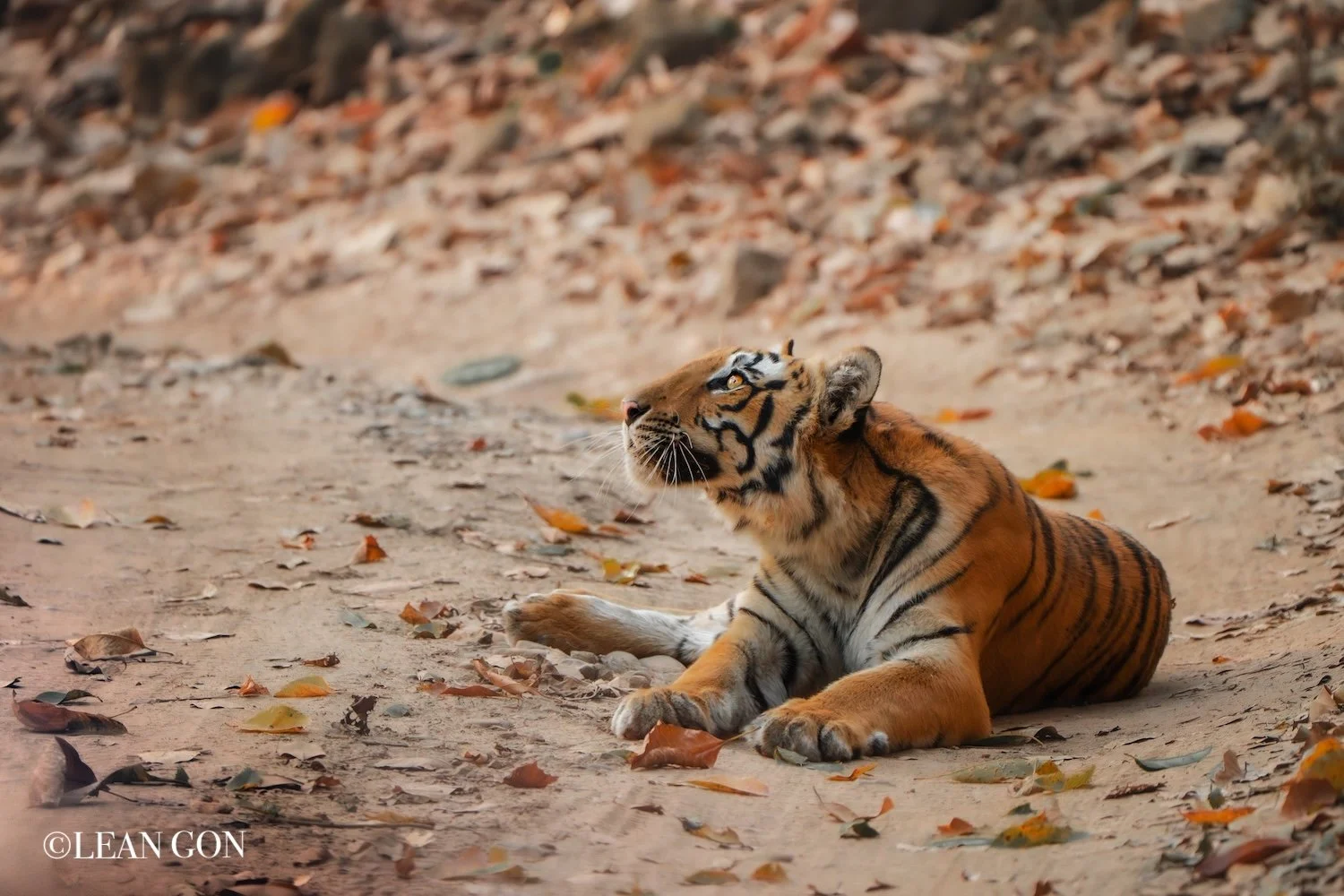 India-35.jpg