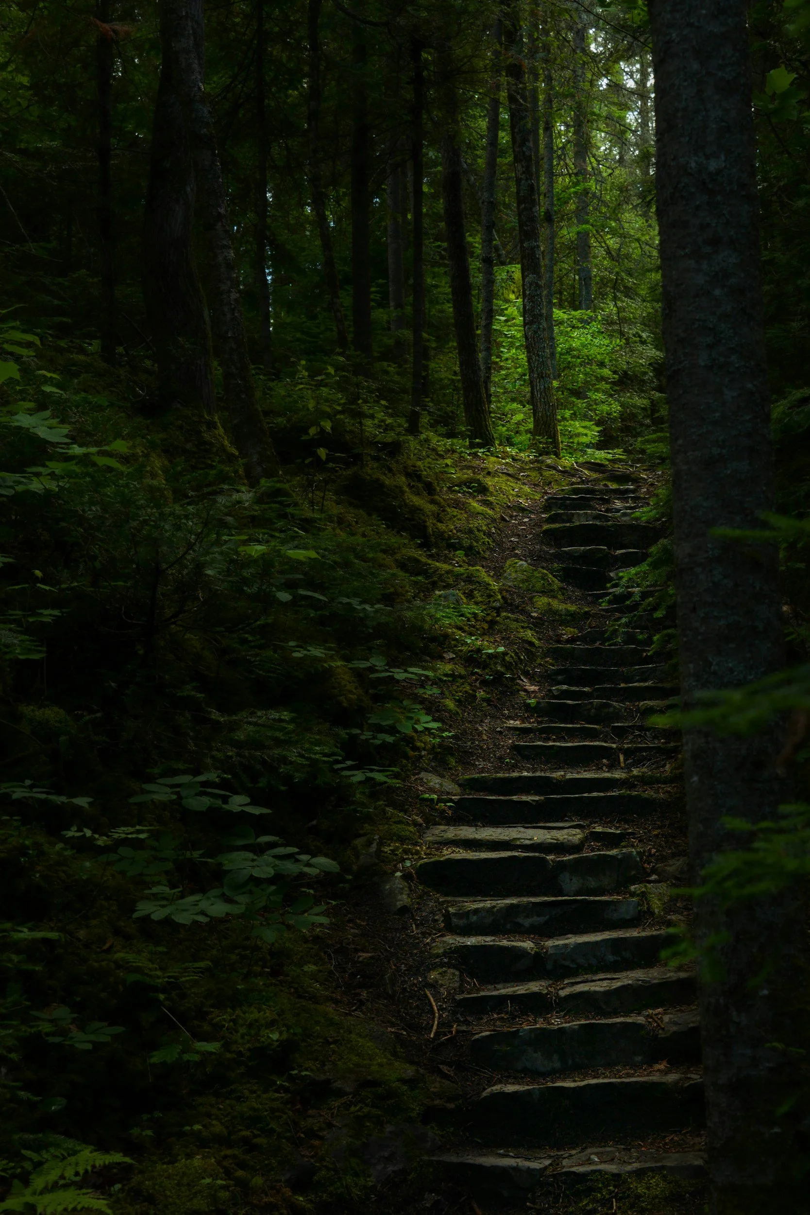 Steps in the forest