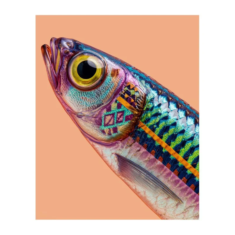 Fine Art Print - Sassy Sardines 'Gillbert'