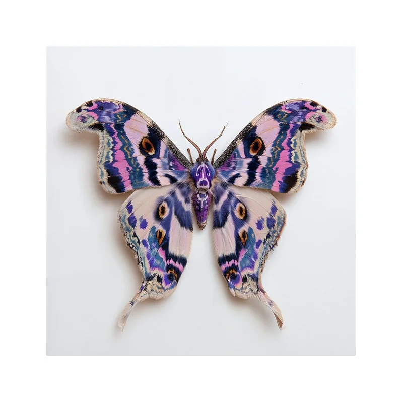 Noctiluca - night butterfly fine art print — Charlie Moon Print - 2.jpg