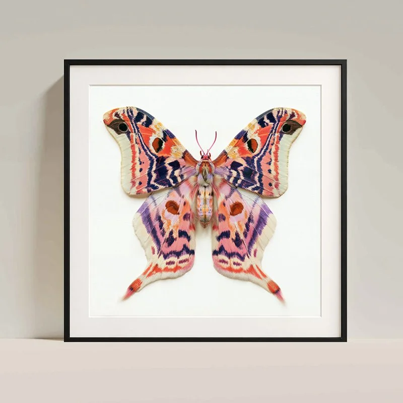 Noctiluca - night butterfly fine art print — Charlie Moon Print - 7 framed-a.jpg