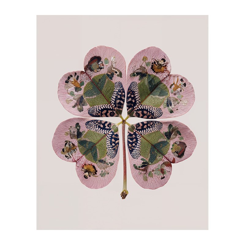 Fine Art Print - Lucky Clover 012