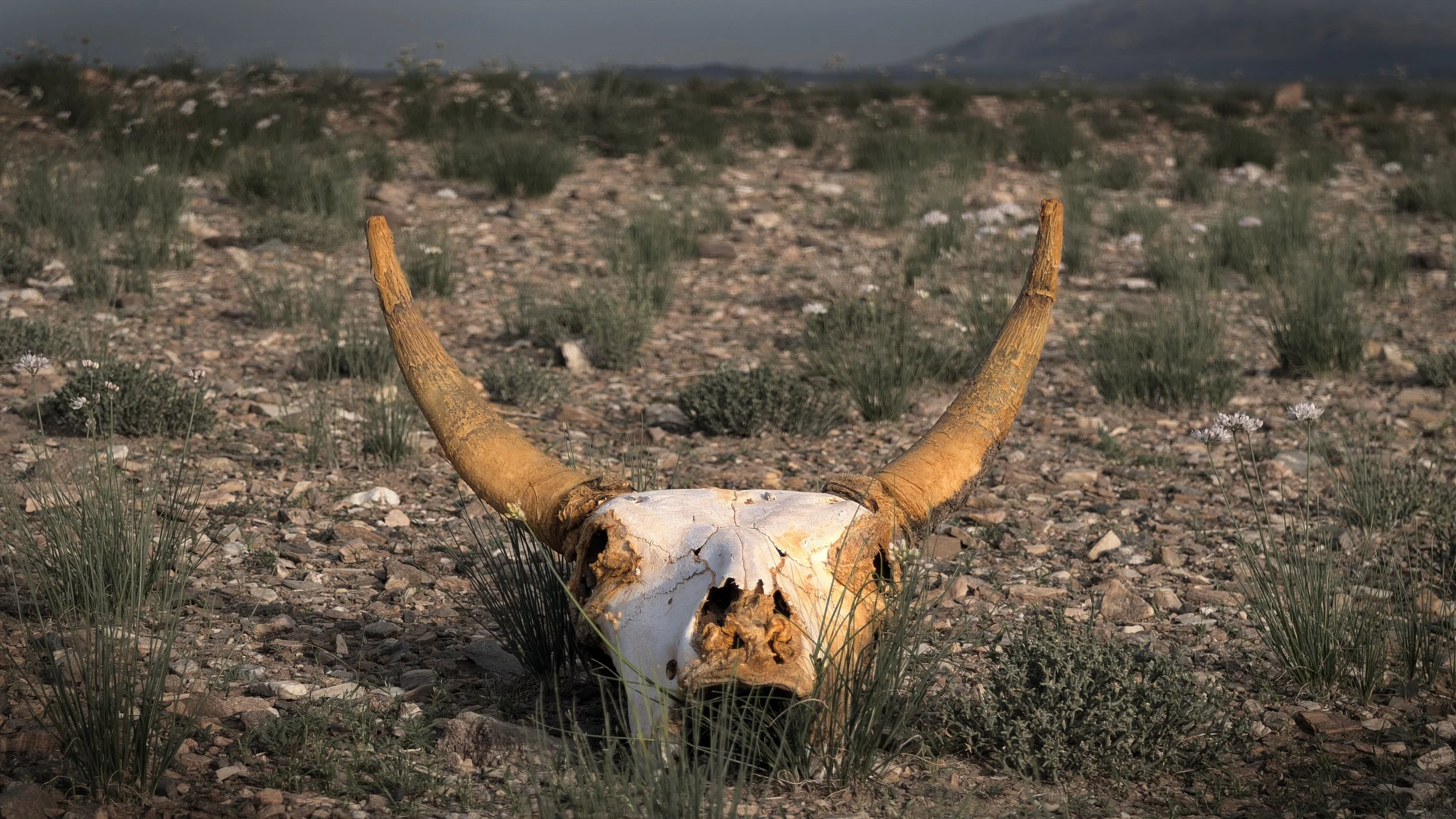 2024.08.28 Mongolia 0013.jpg