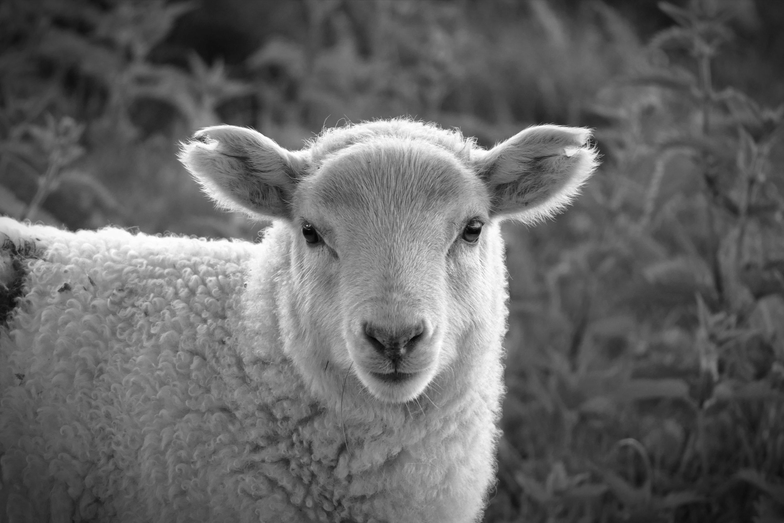 2022.06.05 Schottland 0259.JPG