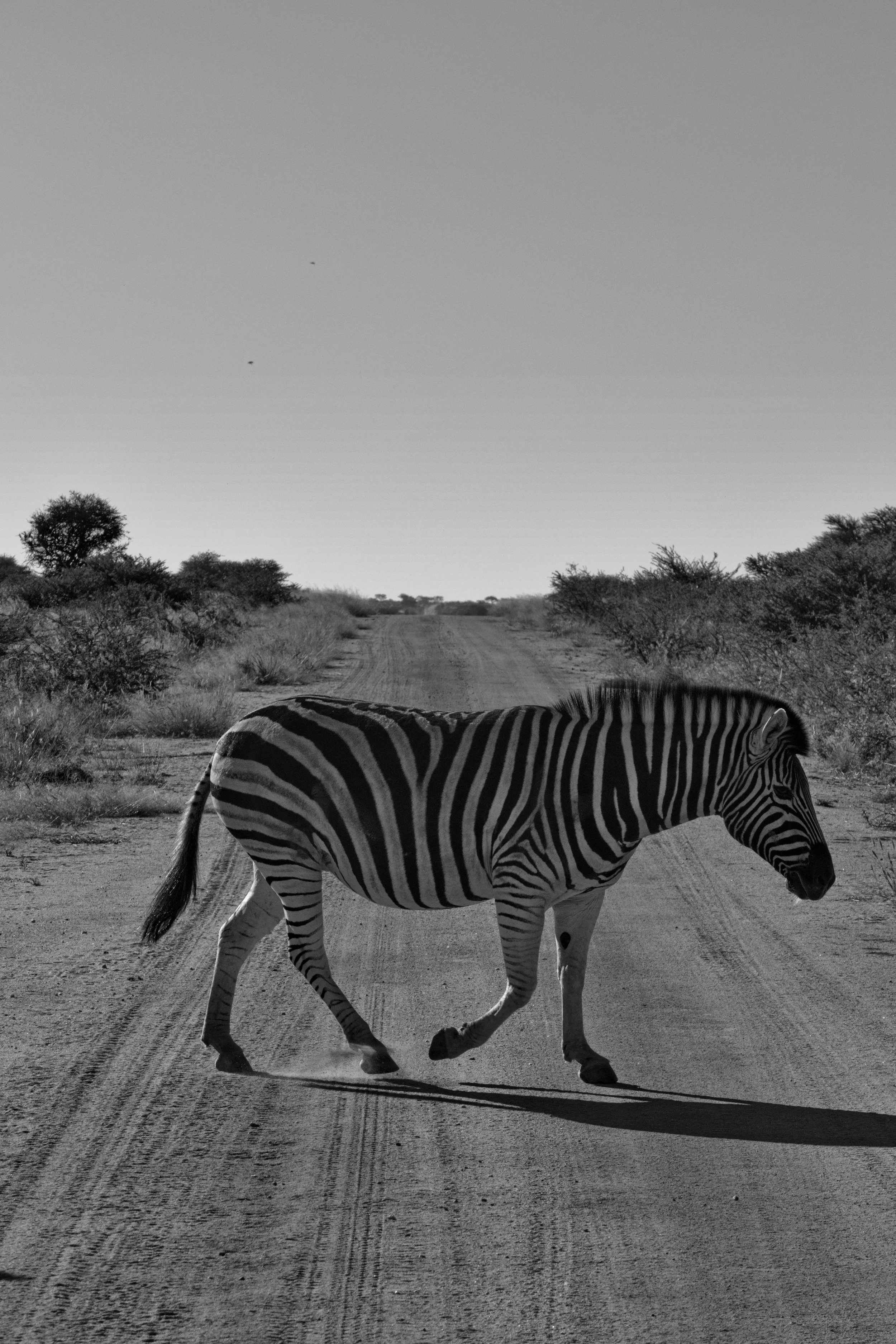 2025.06.01 Afrika 0590.jpg