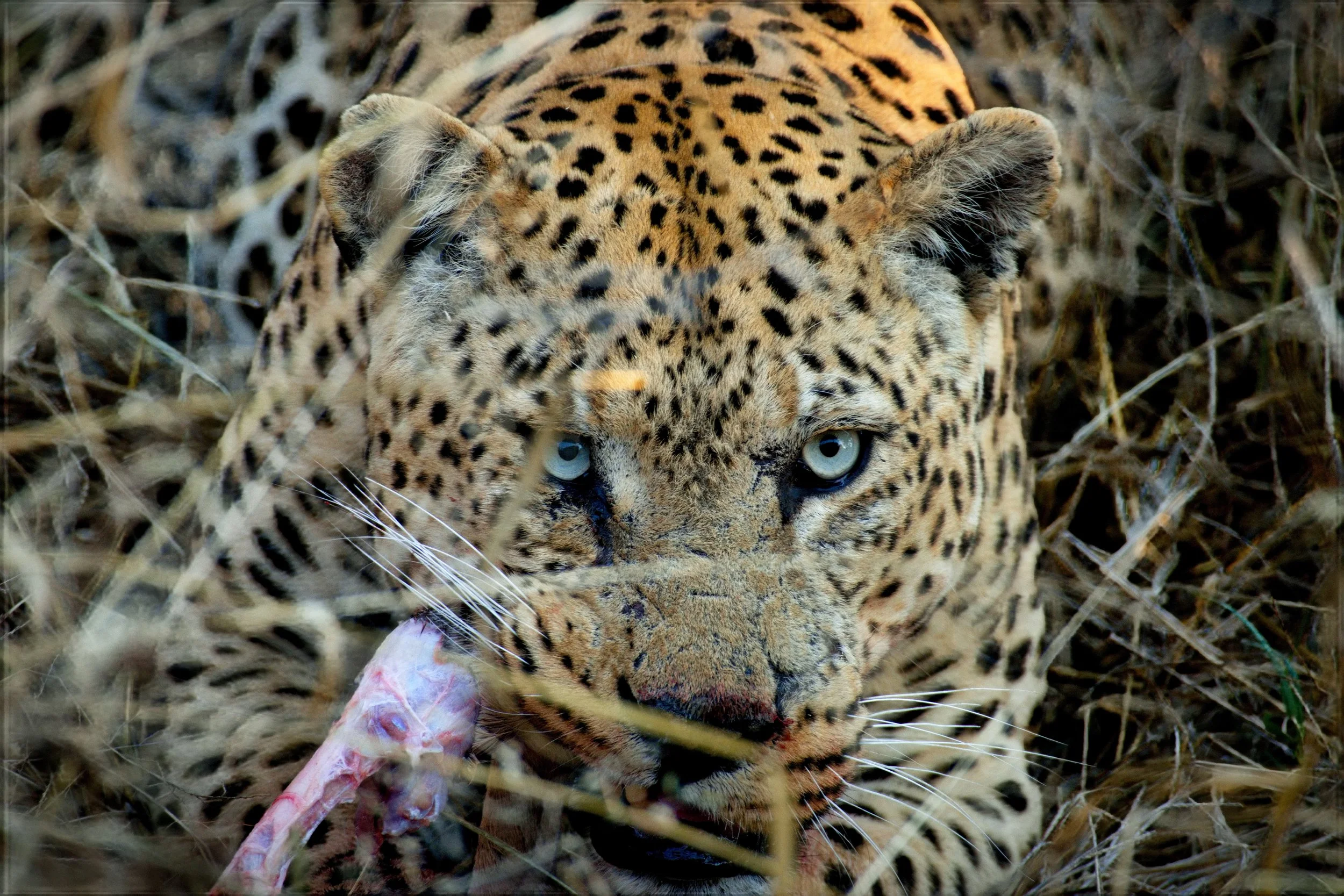 2025.06.03 Afrika 0021.jpg