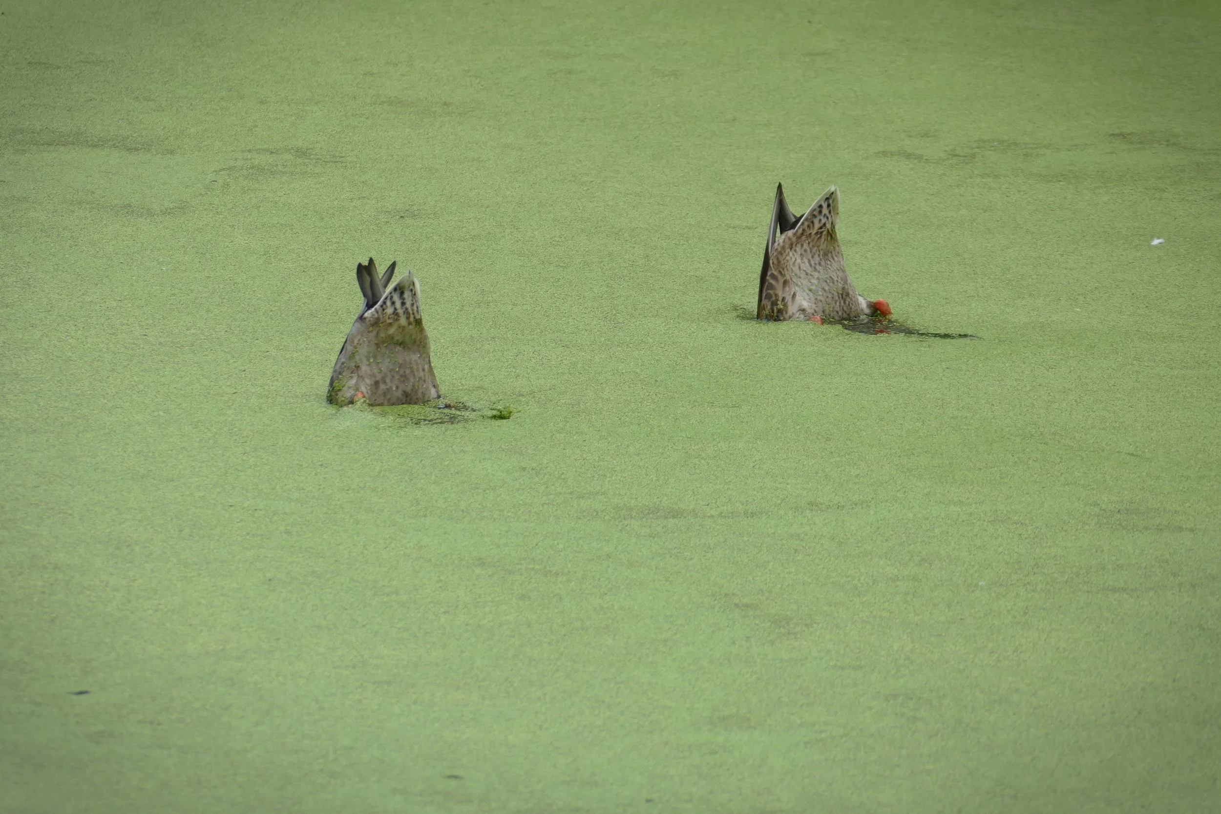 2020.08 Frankreich (3982).JPG