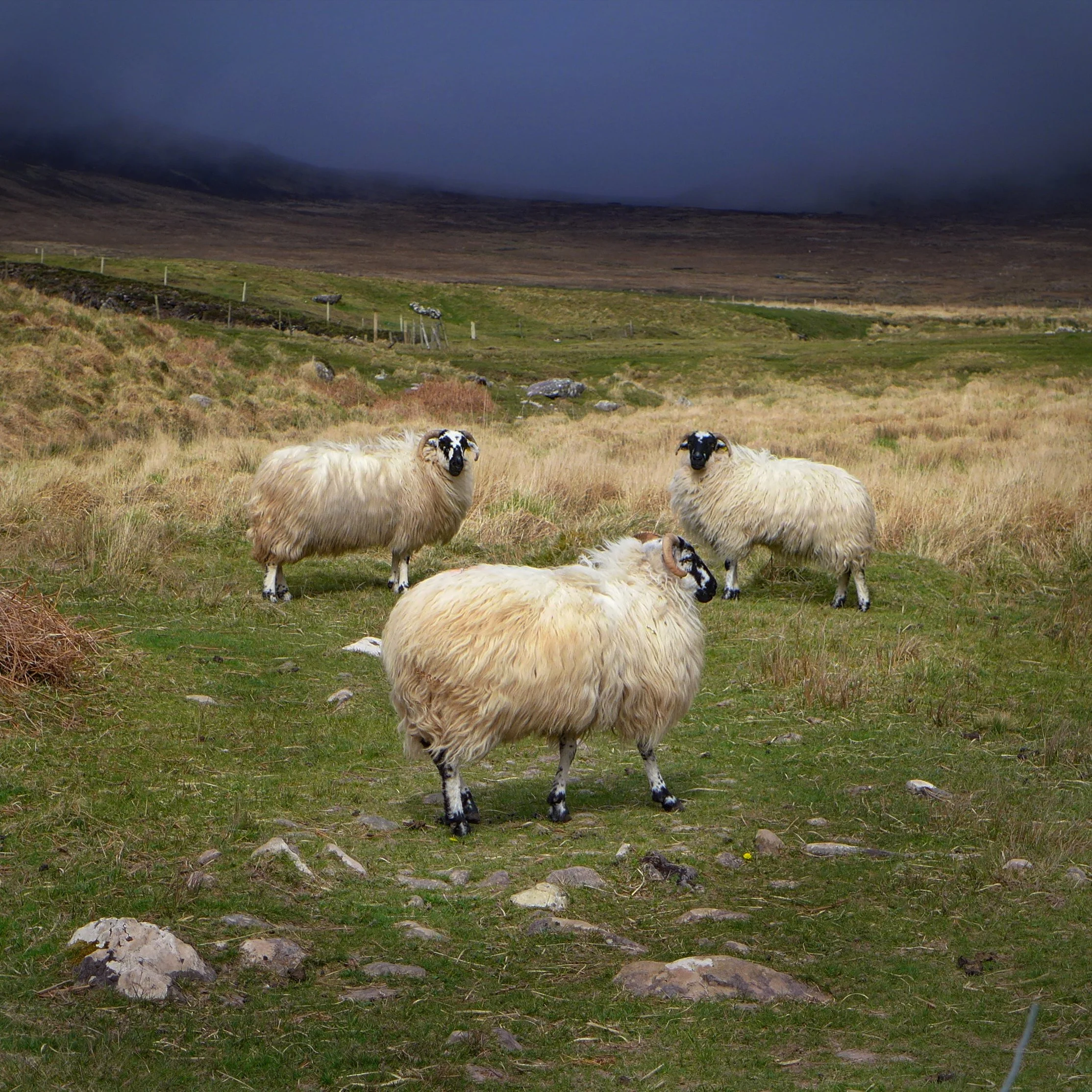 2017.04 Irland (1162).JPG