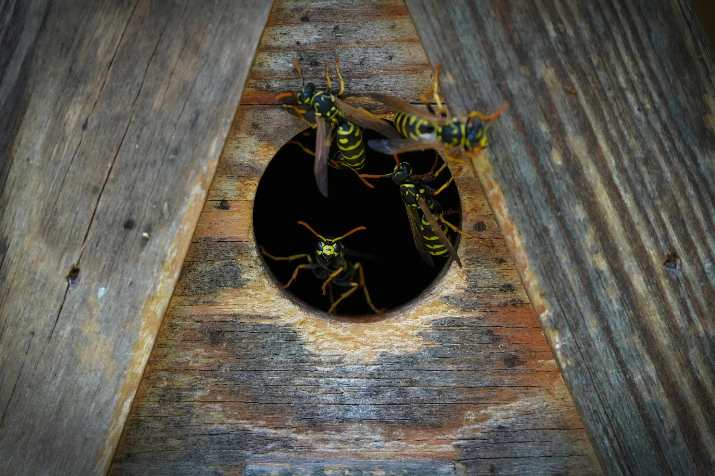 2024.09 Wasps 010 - Fokus.JPG