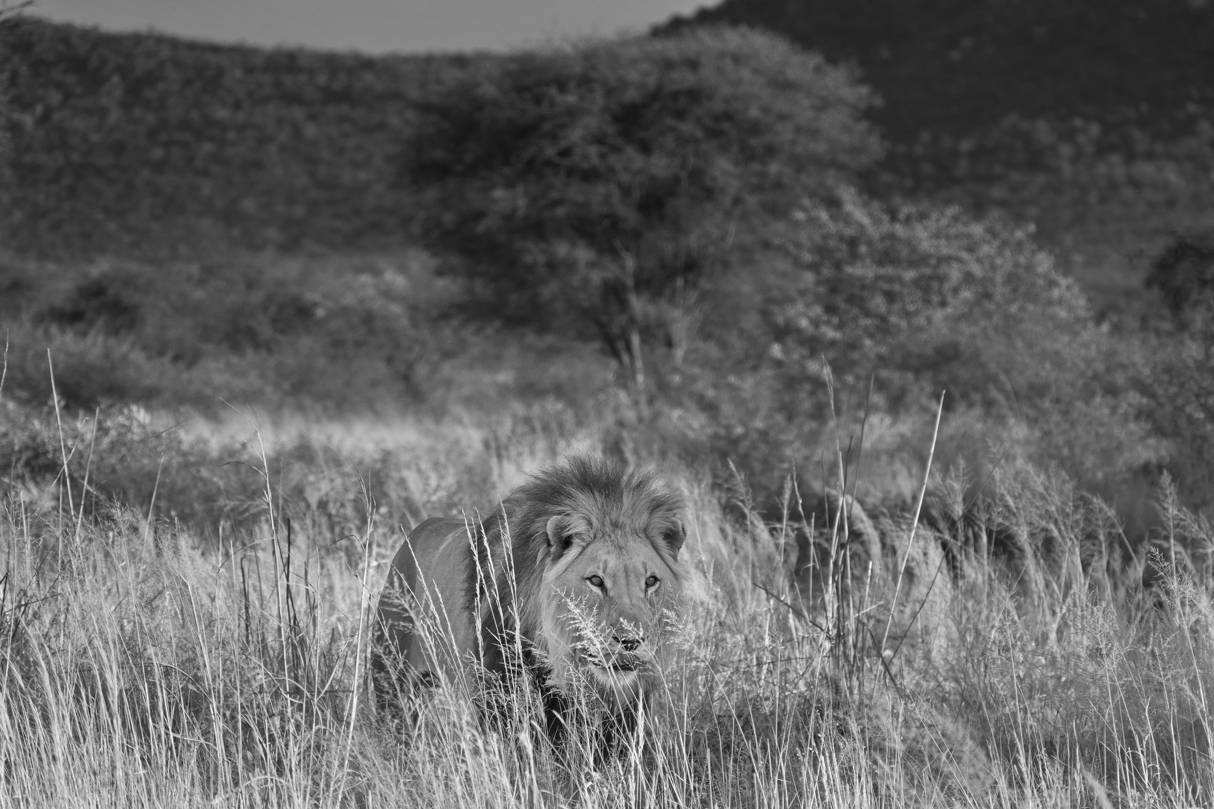 25.05 Okonjima - Windhoek (359).JPG