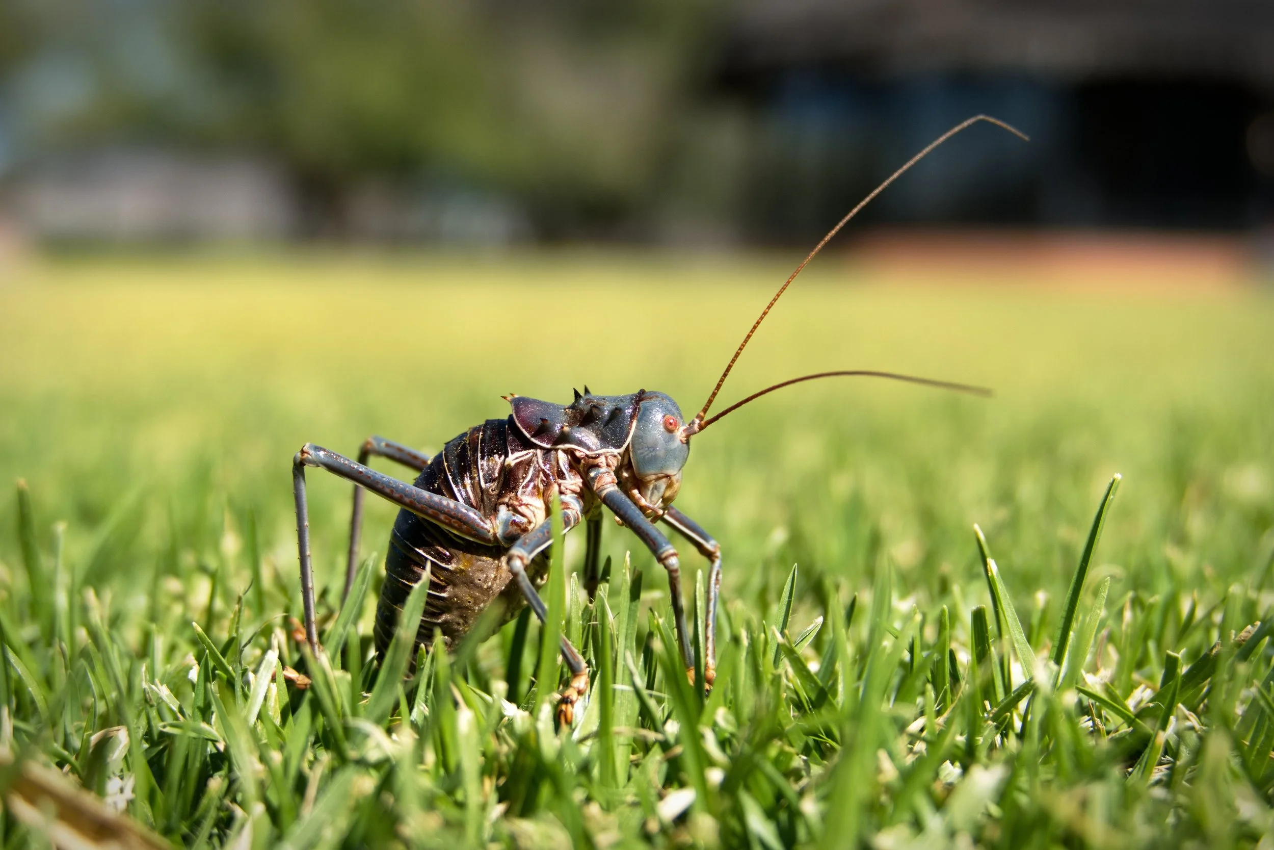 2025.06.01 Afrika 0535.jpg