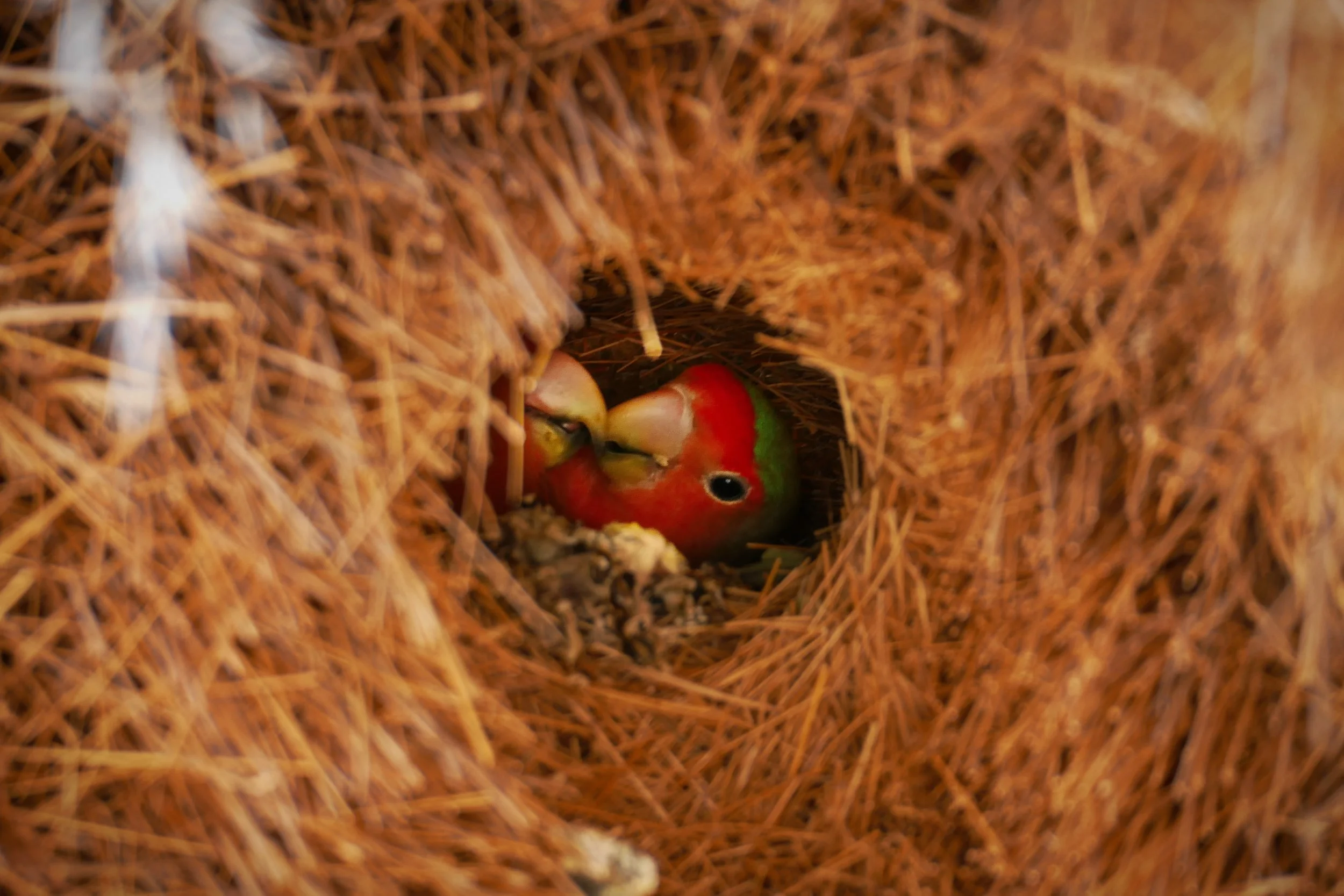 08.05 Bagatelle - Aus (124).JPG