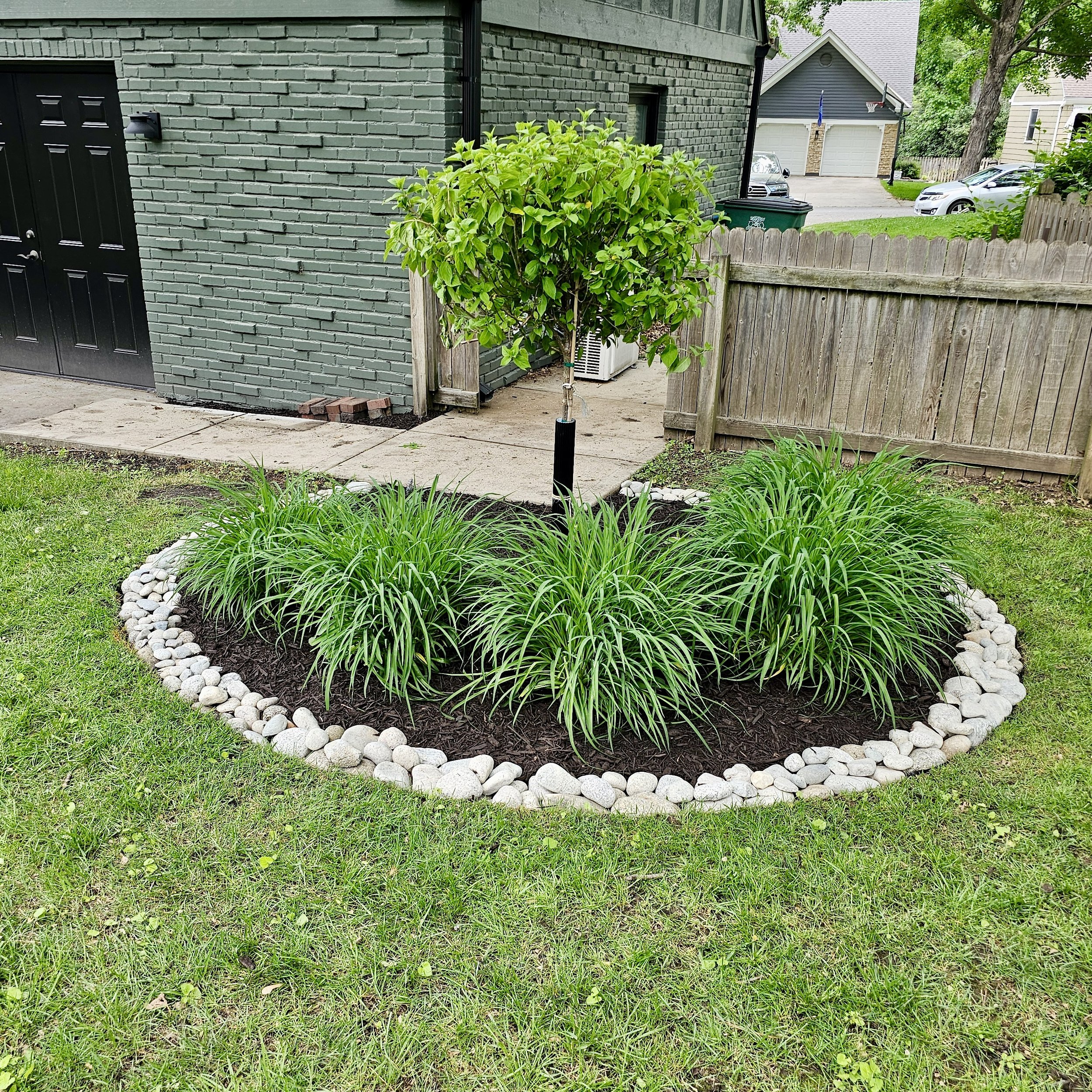 A small landscaped garden bed with a young tree in the center and tall green grass plants surrounding it, bordered by white and light gray rocks. It is in a backyard with a green house wall, a wooden fence, and a sidewalk.