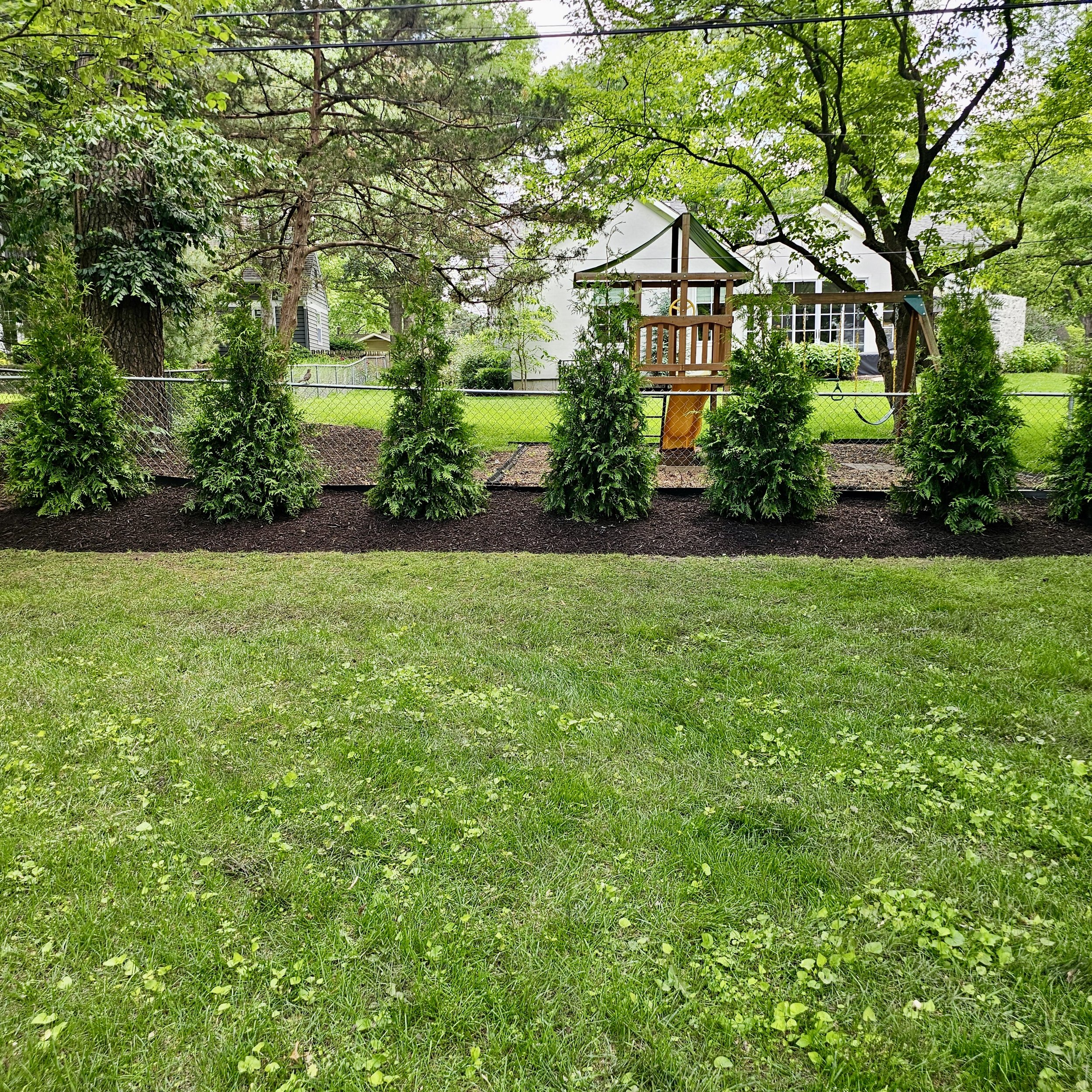 Green backyard with a row of evergreen bushes, mulch, grass, trees, a chain-link fence, and a children's play structure with a slide, swing, and a small house.