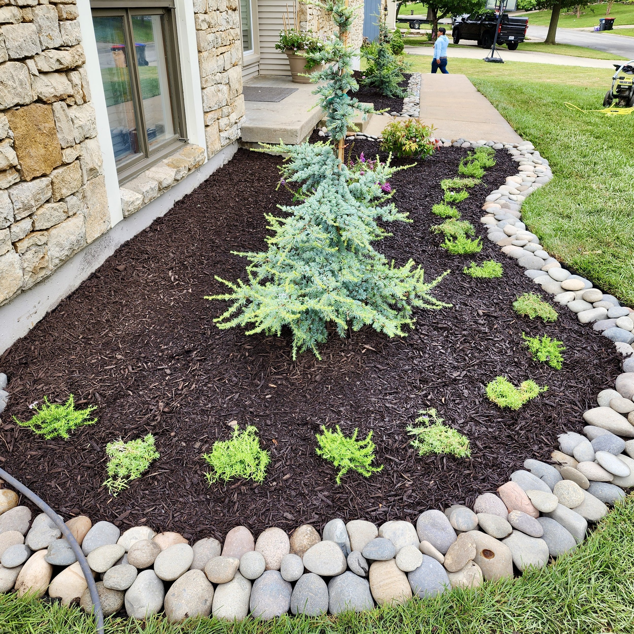 A landscaped front yard with a young blue-green conifer tree, small green shrubs, and plants arranged in mulched soil, bordered by round smooth stones, alongside a concrete walkway leading to the house with a stone exterior. Two people are walking on
