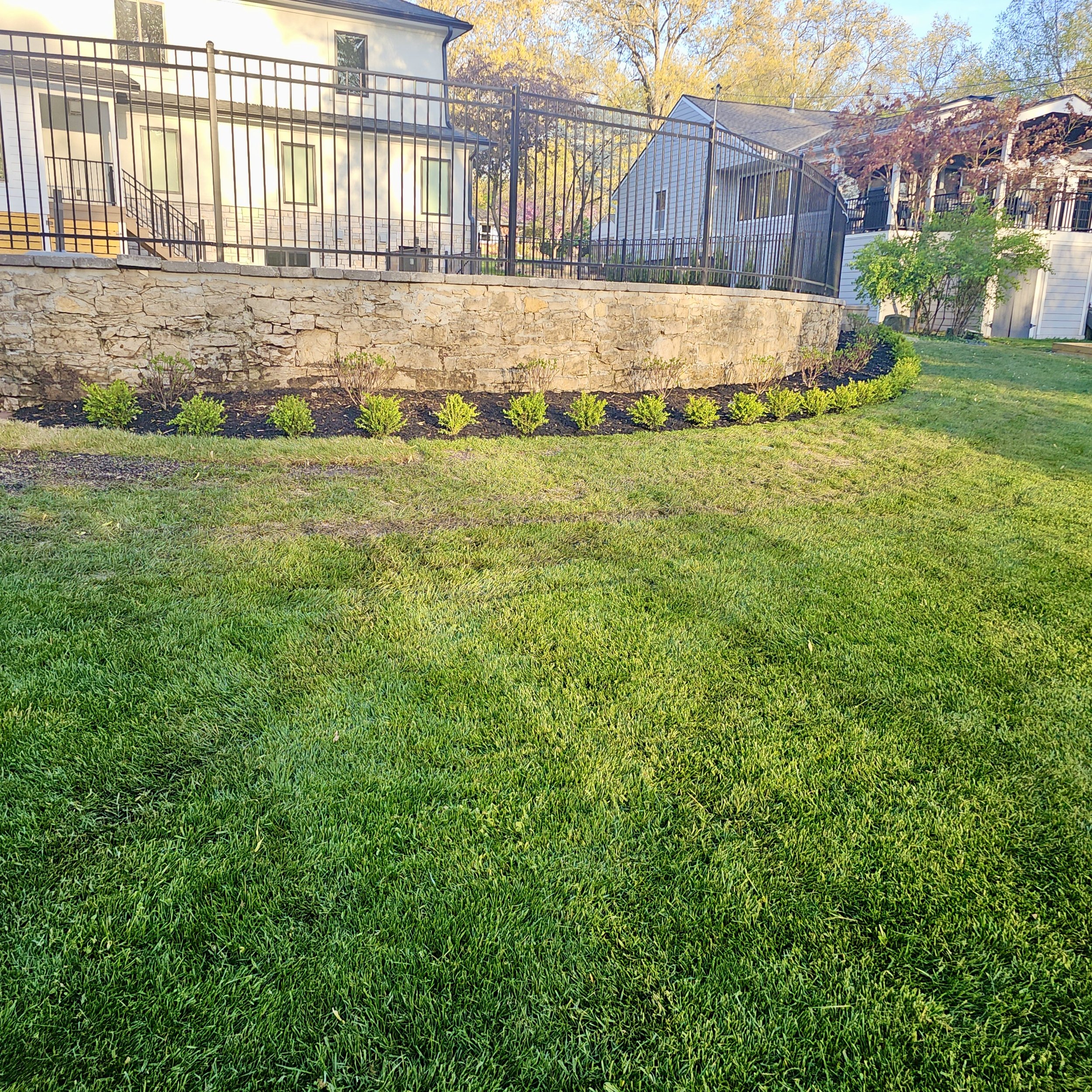 A landscaped backyard with a well-maintained green lawn, a stone retaining wall, freshly planted bushes, and neighboring houses with fences and trees in the background.
