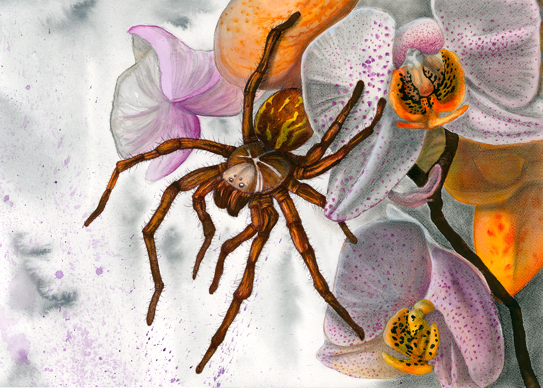 Spider and Orchids