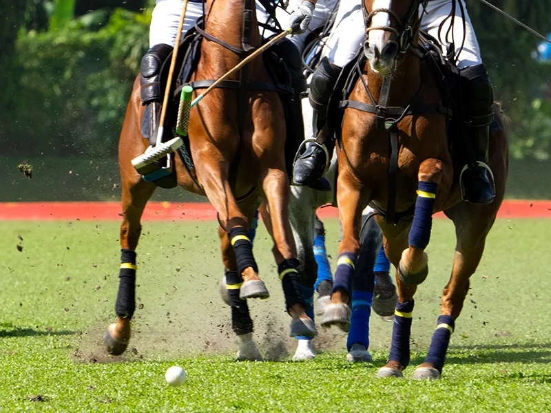 Polo at Sunset