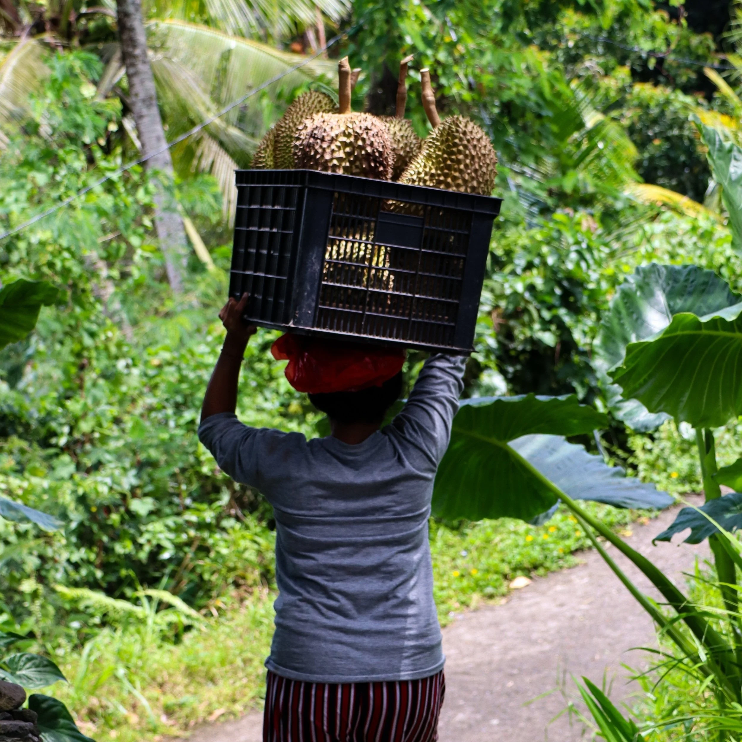 Persoon die durian vruchten draagt op een junglepad.