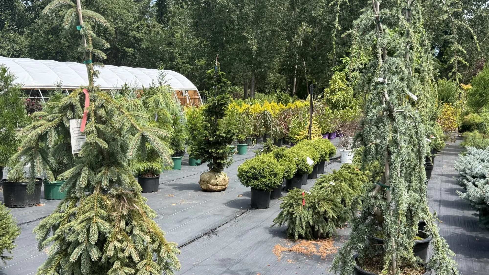weeping-conifers-arborvitae-privacy-trees-cranston-ri.jpg