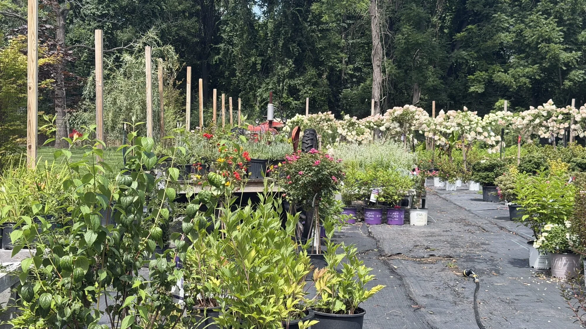 flowering-perennials-annuals-garden-center-cranston-ri.jpg