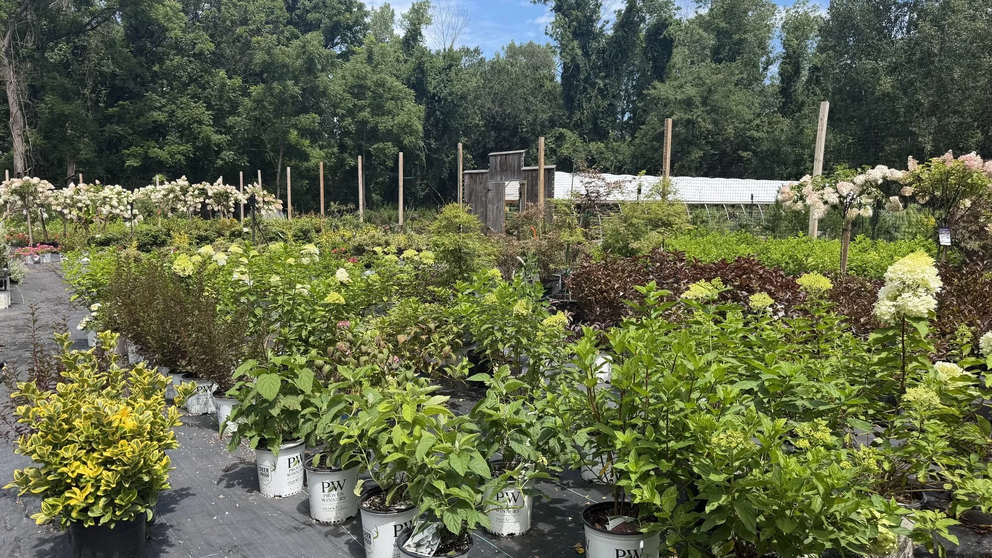 hydrangea-shrubs-for-sale-plant-nursery-cranston-ri.jpg