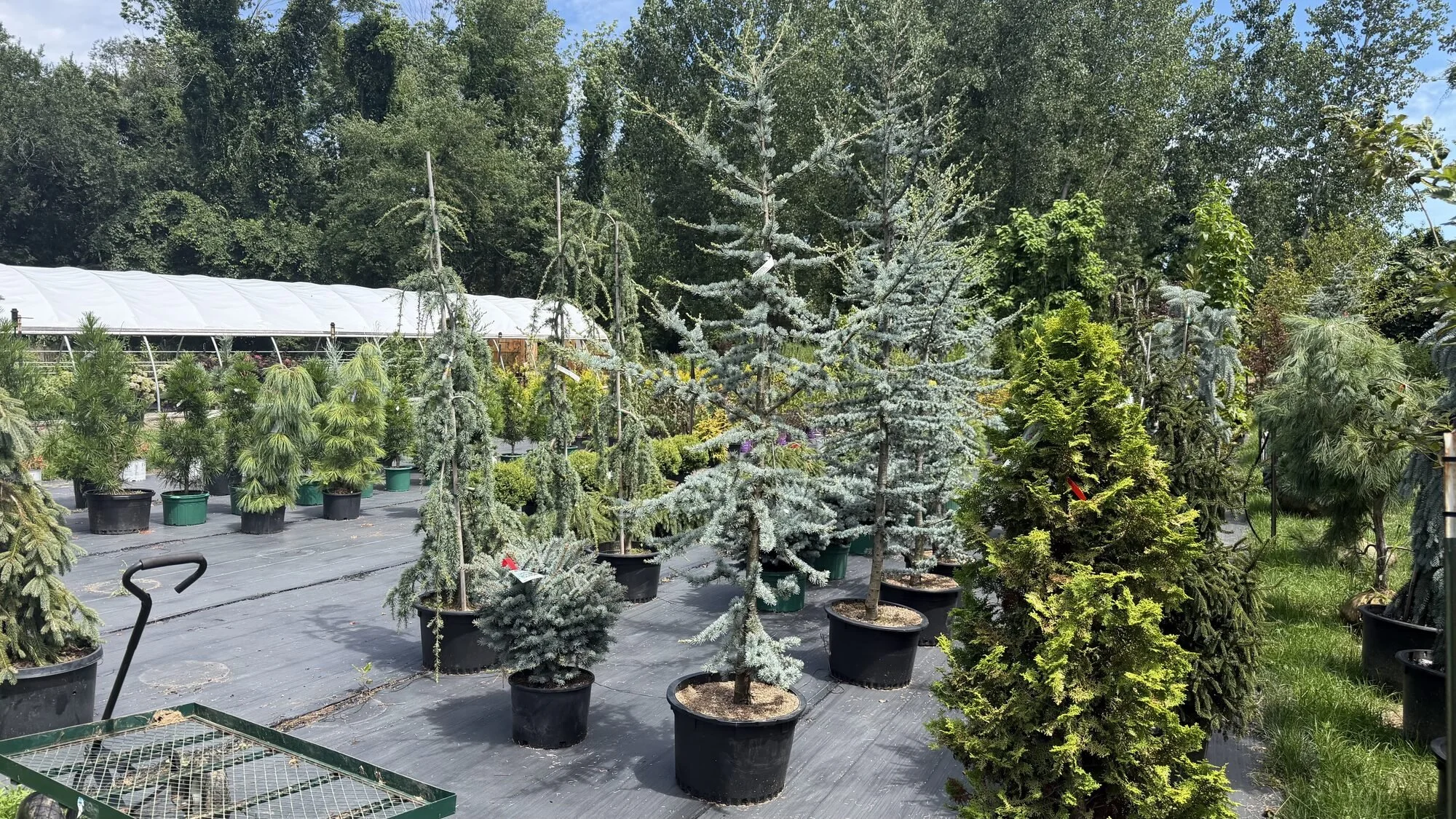 evergreen-specimen-trees-nursery-cranston-rhode-island.jpg